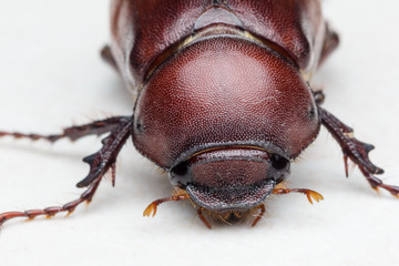 Rhino beetle (Dynastinae)