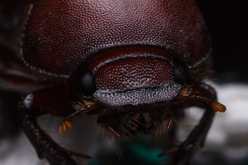 Rhino beetle (Dynastinae)