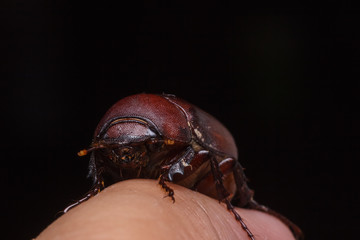 Rhino beetle (Dynastinae)