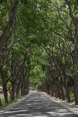 A road leading through tall trees.