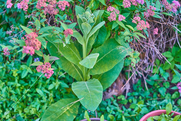 Beautiful young mullein plant in the garden