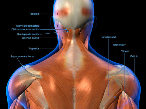 Labeled Anatomy Chart of Neck and Back Muscles on Black Background	