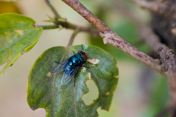 Mosca