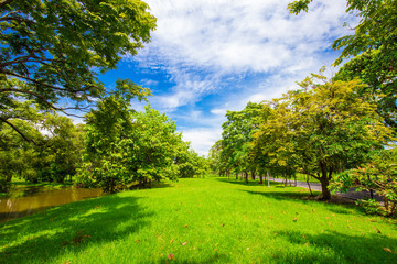 Fototapeta na wymiar Idyllic nature green meadow with tree in city public park