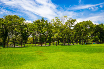 Idyllic nature green meadow with tree in city public park