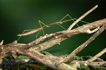 Stick insect or Phasmids (Phasmatodea or Phasmatoptera) also known as walking stick insects,...