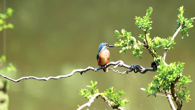 Slow motion movie of the scene that bird Kingfisher (Alcedo atthis) stand on the branch, clean it feather with beak in wind with nature background, then fly away, 4k footage.