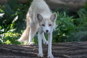 Young White Fox (Vulpes) on log in soft afternoon light