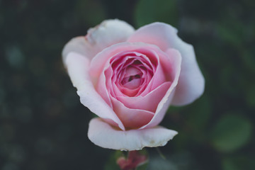 pink rose