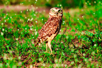bird, owl, nature, animal, wildlife, wild, beak, hawk, prey, birds, falcon, eagle, raptor, feathers, feather, burrowing, grass, eye, bird of prey, brown, hunter, portrait, animals, green, predator