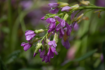 spring wildflowers growing in spring pink and purple