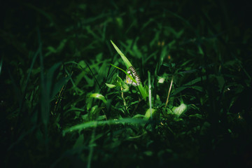 Butterfly Perching on the green grass with softlight look exotic, Close up butterfly