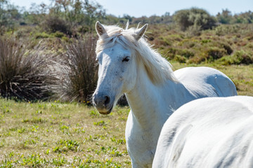 Obraz na płótnie Canvas White Camargue horses in southern France