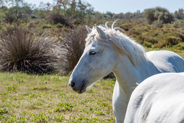 Obraz na płótnie Canvas White Camargue horses in southern France