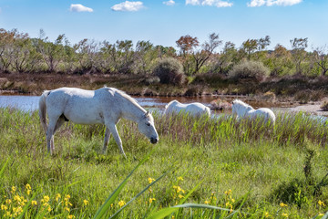 Naklejka na ściany i meble White Camargue horses in southern France