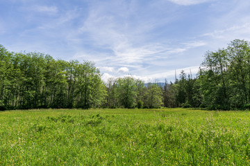 green field near the forest blue sky with clouds beautiful summer landscape.