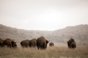 Bison Herd Leaving