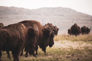 Bison Herd Heading Out