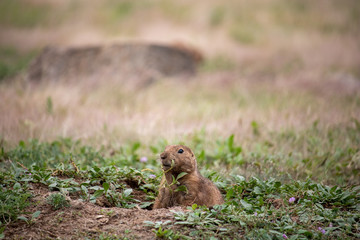 Prairie Dog Eating Grass 
