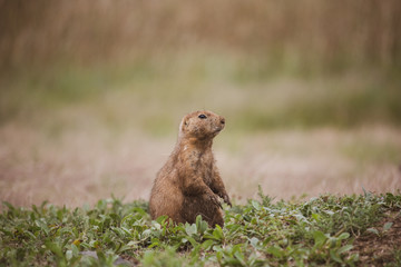 Prairie Dog on the Lookout