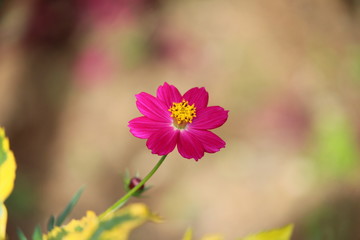 Colorful nature! Flower.