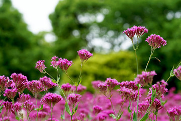 コマチソウの花畑(1)