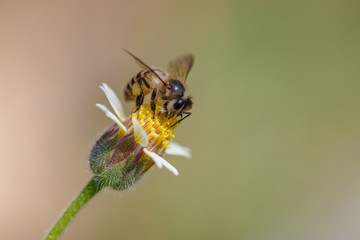 bee on flower