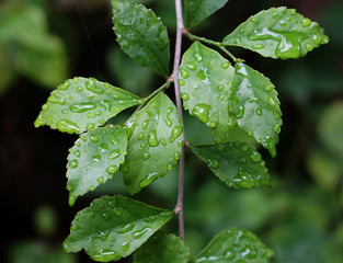 Green leaves  after rain fresh and relax  spring nature  background