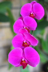 Orchid flower pink color - image
