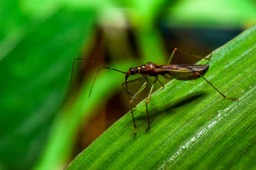  insect on green leaves - image