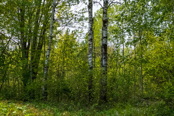 Fototapeta na wymiar Forestry including birch tress located in the Northwoods of Hayward, WI