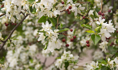 Apple branches with white flowers and dry fruits