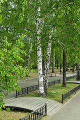 Green trees in the city Park in the sunlight.