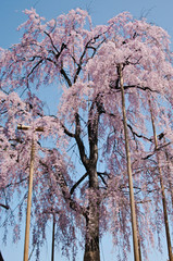 Scientific name is Cerasus itosakura (Sieb.) Masam. & Suzuki f. itosakura.