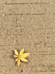 Yellow leave on cement abstract background texture