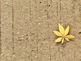 Yellow leave on cement abstract background texture