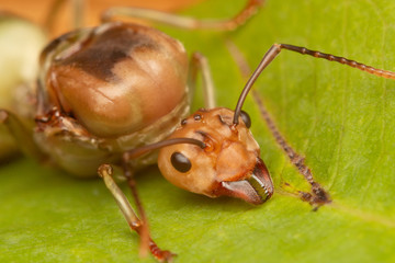 Big ant on leaf