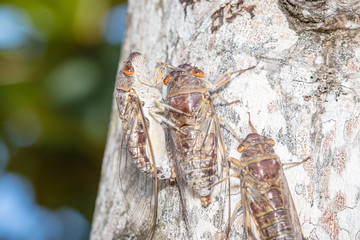 Insect cicada on tree