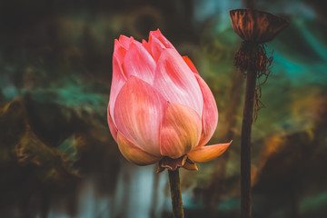 Beautiful pink waterlily or lotus flower in pond.