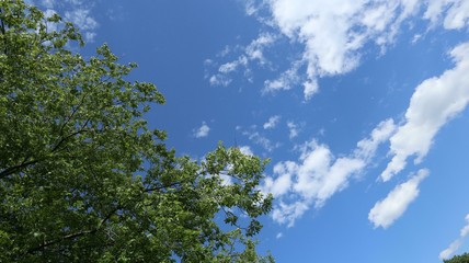 trees and blue sky