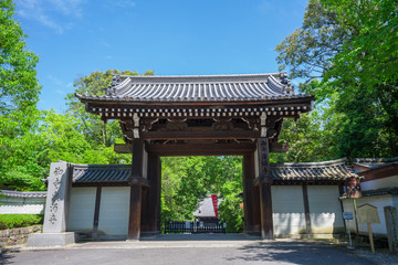 京都　泉涌寺の大門　新緑