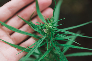 cannabis on a Black background