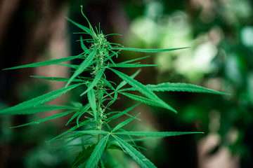 cannabis on a Black background