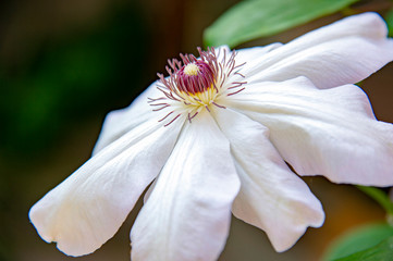 Fototapeta na wymiar クレマチスの花