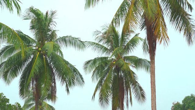 Tropical rain drops falling against palm trees daytime. Moonsoon in tropic