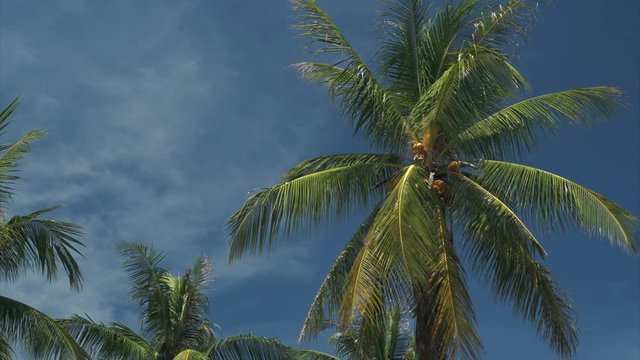 Green palm trees with blue sky and clouds on background