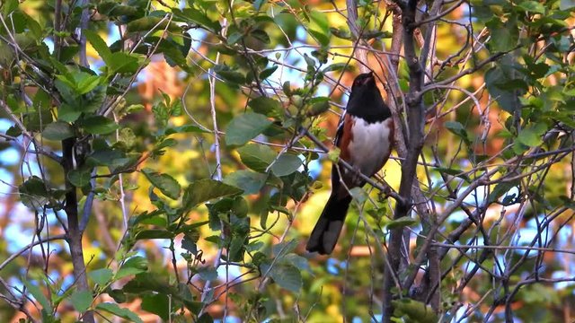 Beautiful spotted towhee bird perched on tree branch with mix colors.