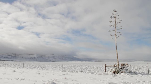 Agave in the middle of winter in the desert