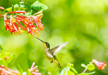 female ruby throated hummingbird and coral honeysuckle with green background © KQ Ferris