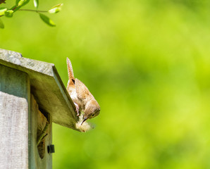 A house wren bird with soft nest material with bright green soft focus background